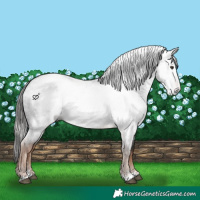 Horse Color:Gray Liver Red Roan 