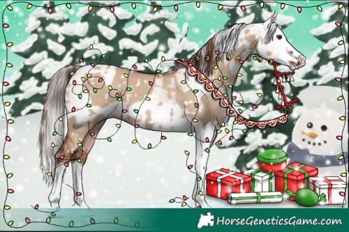 Horse Color:Red Dun Splash  and Gray Red Dun Splash 