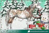 Horse Color:Red Dun Splash  and Gray Red Dun Splash 