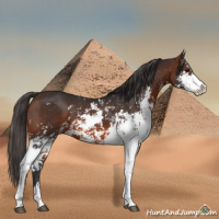 Horse Color:Brown Sabino Appaloosa 
