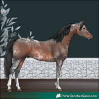 Horse Color:Brown Ice Tobiano