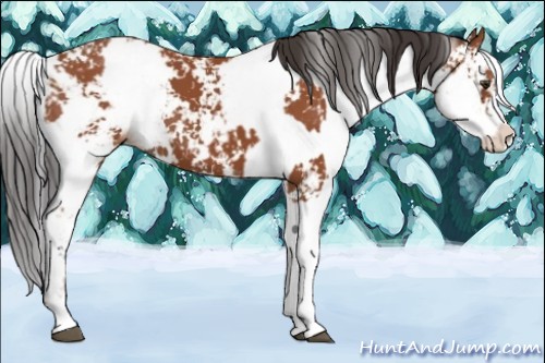 Horse Color:Bay Sabino  and Bay Sabino 