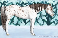 Horse Color:Bay Sabino  and Bay Sabino Appaloosa 