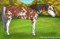 Horse Color:Bay Sabino  and Bay Sabino Splash 