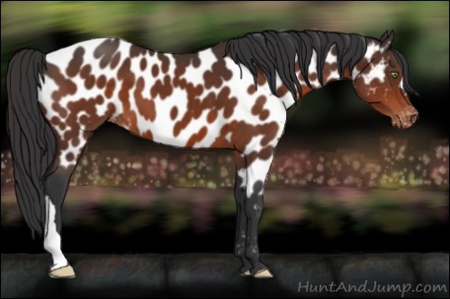 Horse Color:Brown Appaloosa 