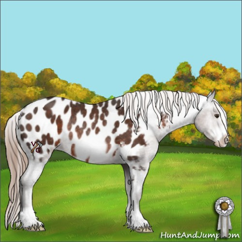 Horse Color:Liver Chestnut Frame Appaloosa Rabicano 