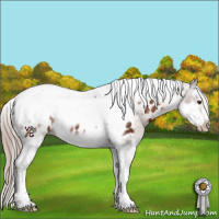 Horse Color:Liver Chestnut Splash Tobiano Frame Appaloosa 