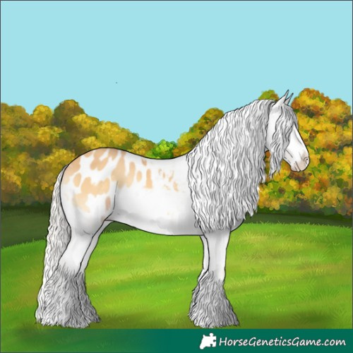 Horse Color:Silver Amber Cream Champagne Onyx Appaloosa 