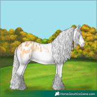 Horse Color:Silver Amber Cream Champagne Onyx Appaloosa
