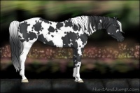 Horse Color:White Spotted Black 