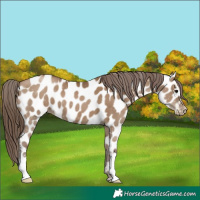 Horse Color:Gray Grullo Pearl Appaloosa