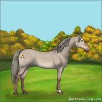 Horse Color:Liver Red Dun Mushroom Varnish 