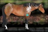 Horse Color:White Spotted Bay Tobiano Rabicano 