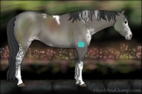 Horse Color:White Spotted Grullo Tobiano 