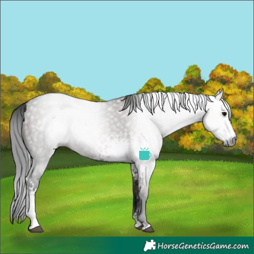 Horse Color:Gray White Spotted Grullo Rabicano 