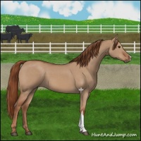 Horse Color:Red Dun 