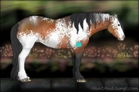 Horse Color:White Spotted Brown Rabicano 