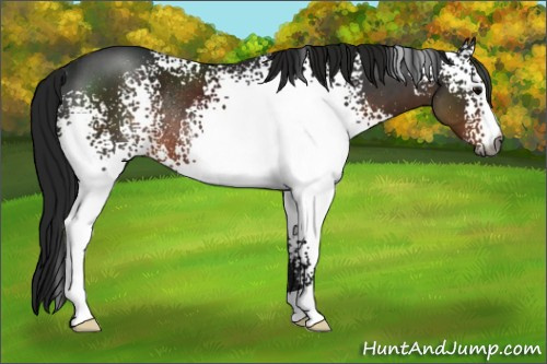 Horse Color:Gray White Spotted Brown Rabicano 