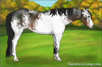 Horse Color:Gray White Spotted Brown Rabicano 