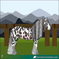 Horse Color:Brown Mushroom Splash Appaloosa 