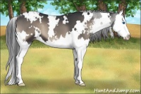 Horse Color:White Spotted Blue Onyx Sabino Splash 