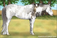 Horse Color:White Spotted Smoky Blue Onyx Ice Sabino Splash 