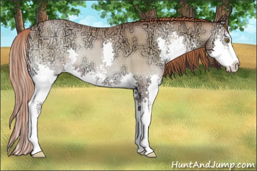 Horse Color:Buckskin Ice Pearl Onyx Sabino Splash 