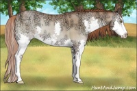 Horse Color:Buckskin Ice Pearl Onyx Sabino Splash 
