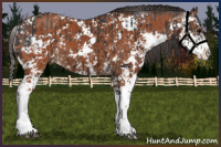 Horse Color:Brown Sabino  and Bay Sabino 