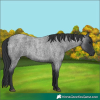 Horse Color:Blue Roan 