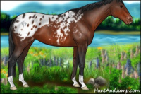 Horse Color:Bay Appaloosa