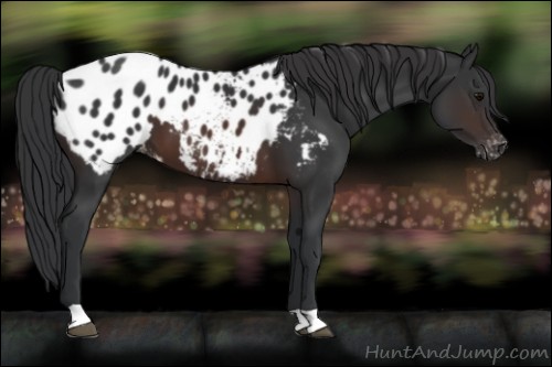 Horse Color:Brown Appaloosa 