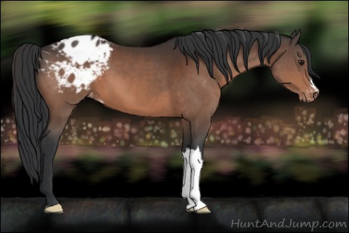 Horse Color:Brown Appaloosa 