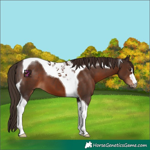 Horse Color:Liver Chestnut Tobiano 