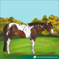 Horse Color:Liver Chestnut Tobiano 