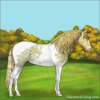 Horse Color:Painted Silver Buckskin Ice Dun Tobiano 