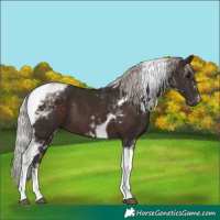 Horse Color:Silver Brown Tobiano