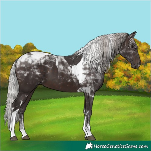 Horse Color:Silver Brown Tobiano