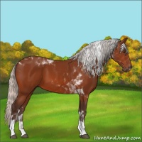 Horse Color:Silver Brown Tobiano 