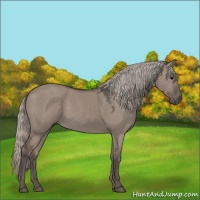 Horse Color:Silver Grullo 