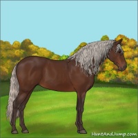 Horse Color:Silver Bay 