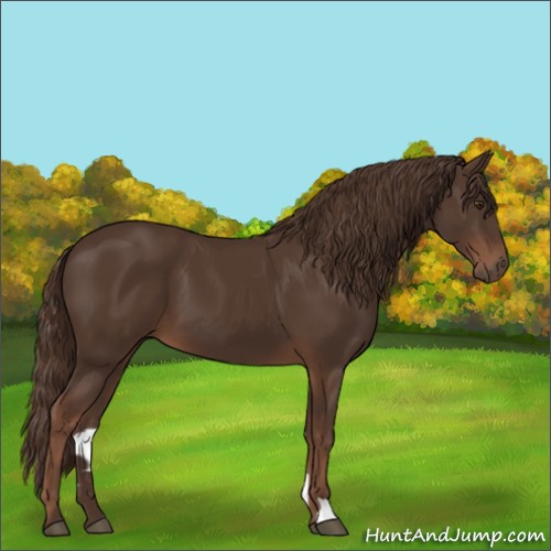 Horse Color:Liver Chestnut