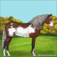 Horse Color:Silver Brown Sabino Frame Rabicano 