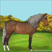 Horse Color:Silver Buckskin Rabicano 