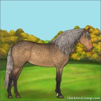 Horse Color:Silver Buckskin Dun 