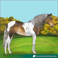Horse Color:Silver Buckskin Mushroom Tobiano