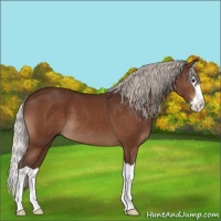 Horse Color:Silver Brown Splash