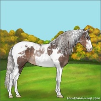 Horse Color:Silver Brown Tobiano Rabicano
