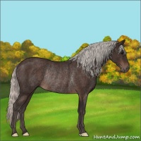 Horse Color:Silver Brown Rabicano 