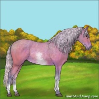 Horse Color:Watercolor White Spotted Silver Bay 